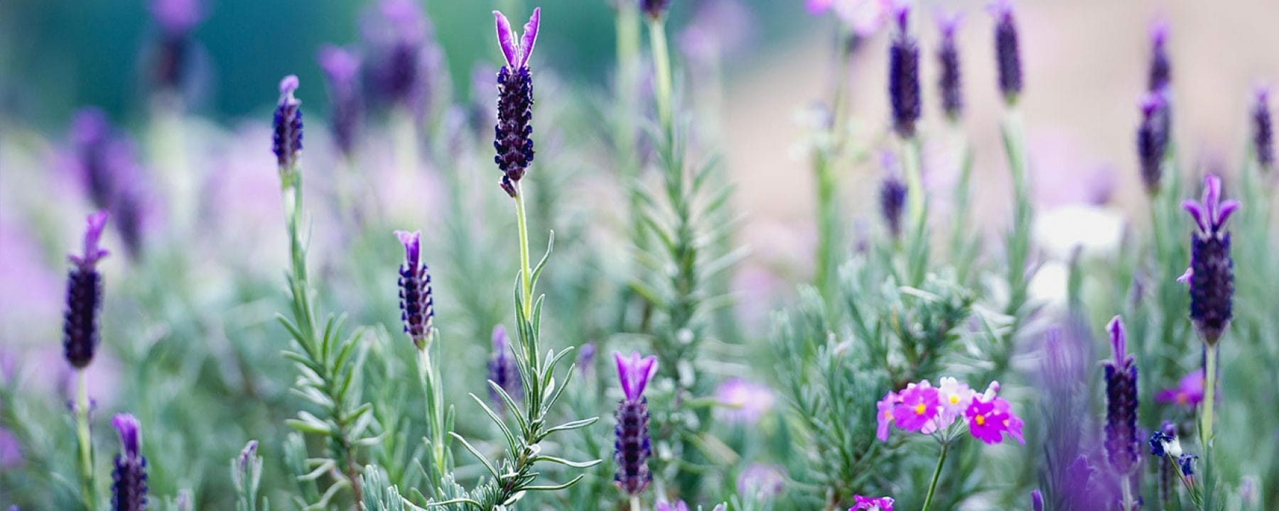 cropped-thailandlavender_row14138321523_1366x768.jpg