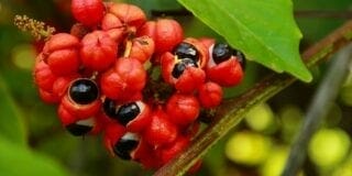 guarana-actinutrition-800