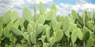 nopal-actinutrition-800