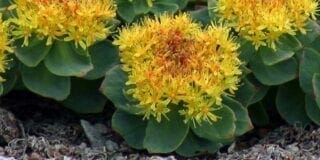 Rhodiola_rosea_actinutrition-800