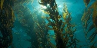 wakame-actinutrition-800