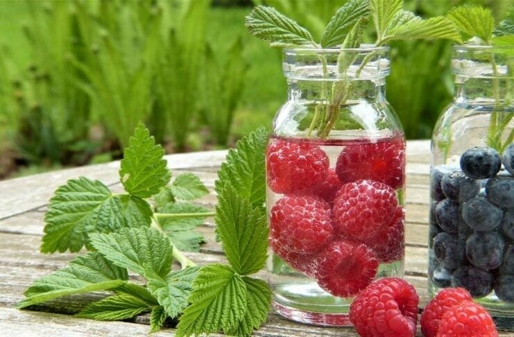 La feuille de framboisier contre les maux de ventre bienfaits des feuilles de framboisier