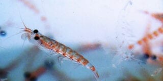 krill-actinutrition-800