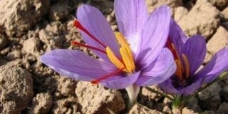 actinutrition800-satiereal