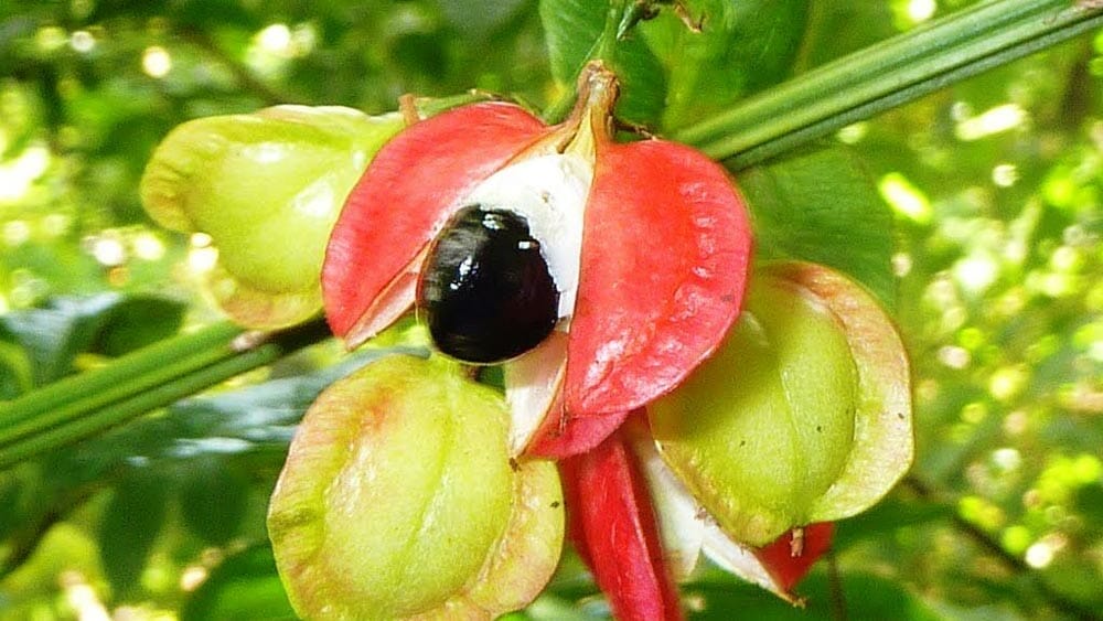 Les bienfaits du guarana pour maigrir