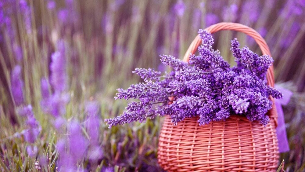 lavande1000 gérer le stress