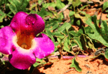 bienfaits de l'harpagophytum