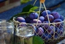 Elles ne comptent pas pour des prunes