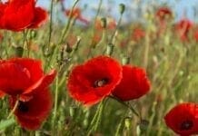 Comment trouver le sommeil avec les plantes ?