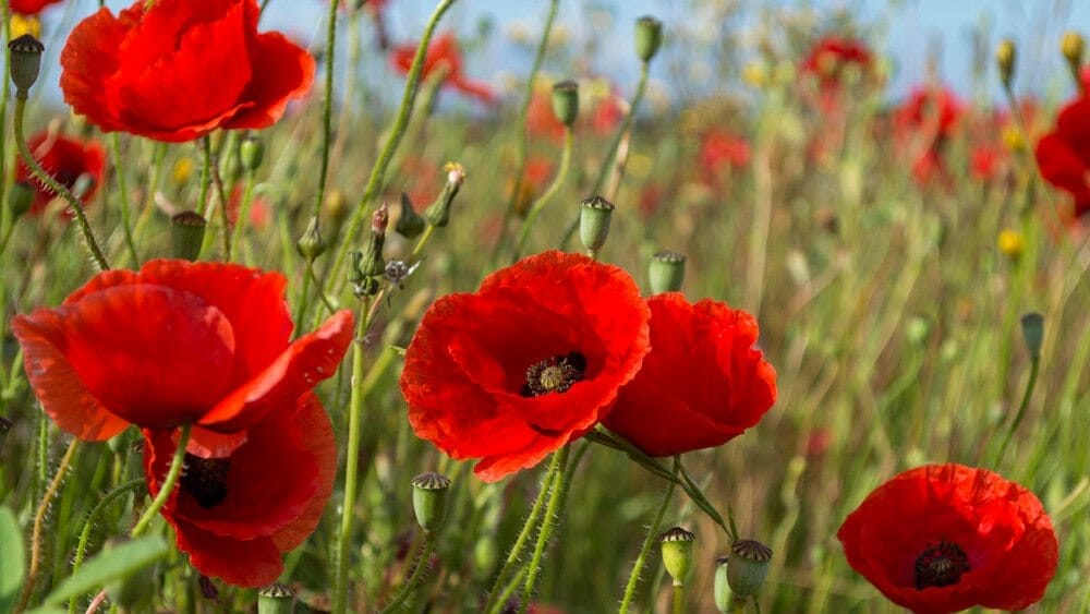 Comment trouver le sommeil avec les plantes ?