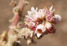 résine de boswellia