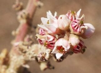 résine de boswellia