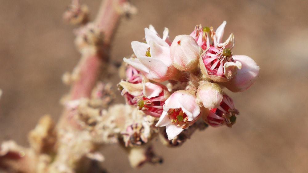 résine de boswellia