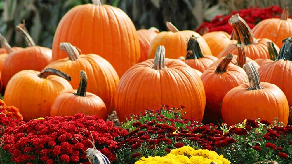 Légumes d'automne, les bienfaits de la citrouille pour maigrir