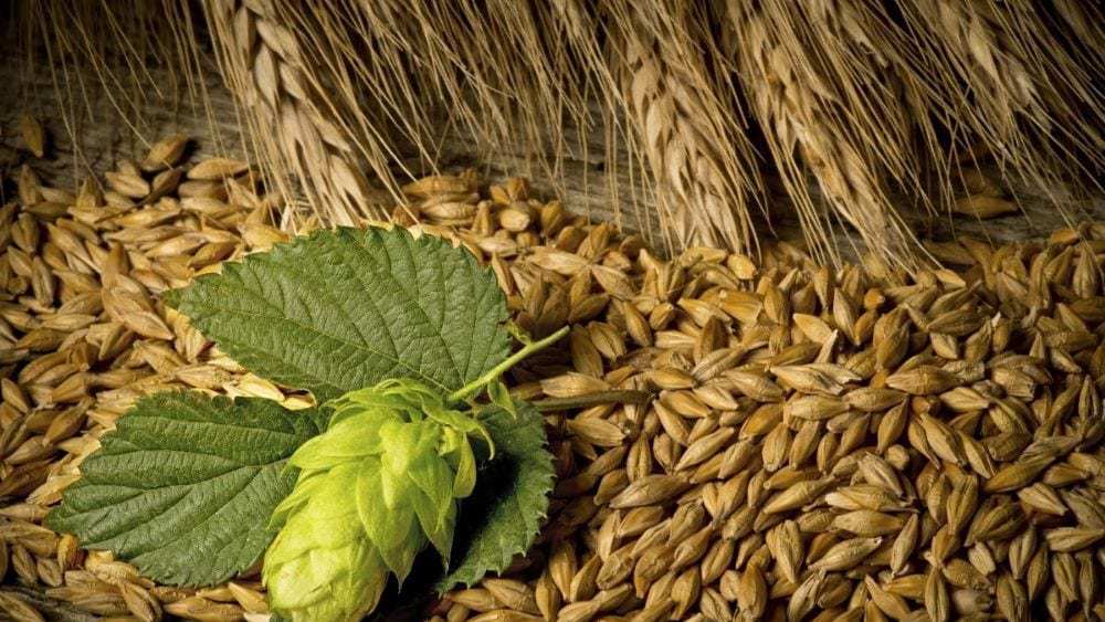 bienfaits du houblon