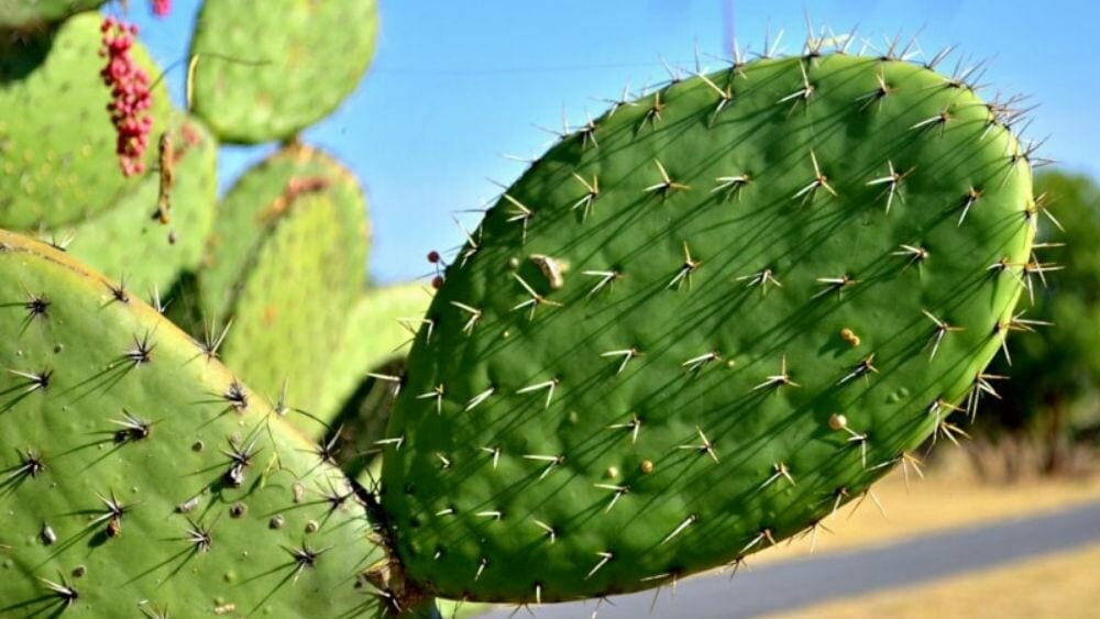 Les bienfaits du nopal (figuier de Barbarie) est l'une des plantes brûle-graisses