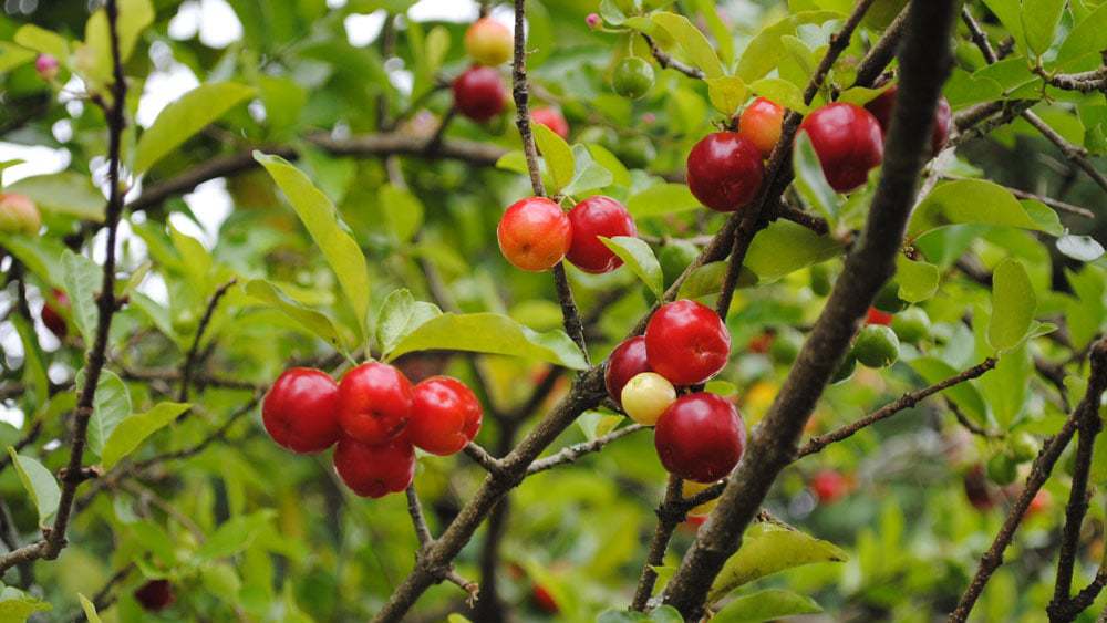 les bienfaits de l'acérola, un superaliment