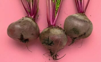 Légumes d'automne, bienfaits de la betterave