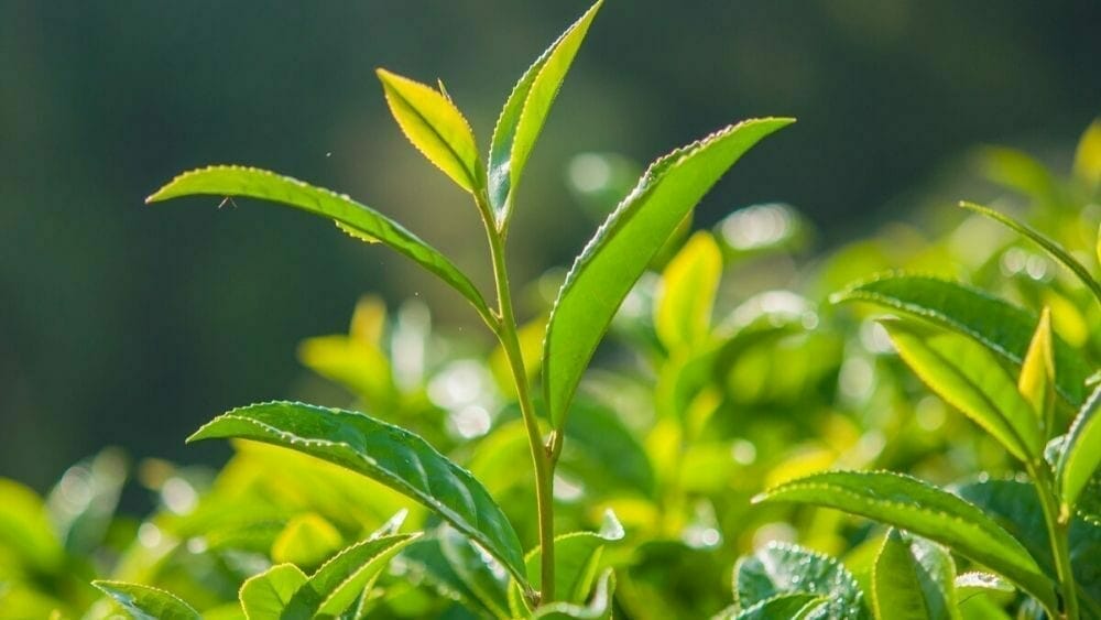 thé vert aliments anti cholestérol