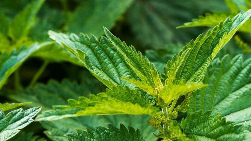 bienfaits de l'ortie