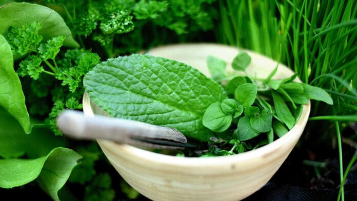 meilleures plantes médicinales