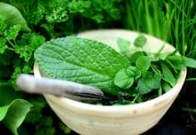 meilleures plantes médicinales