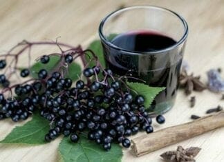bienfaits du sureau noir