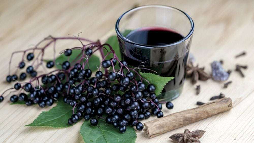 bienfaits du sureau noir