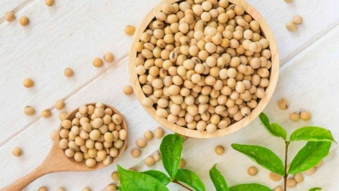 soja : liste des légumes secs