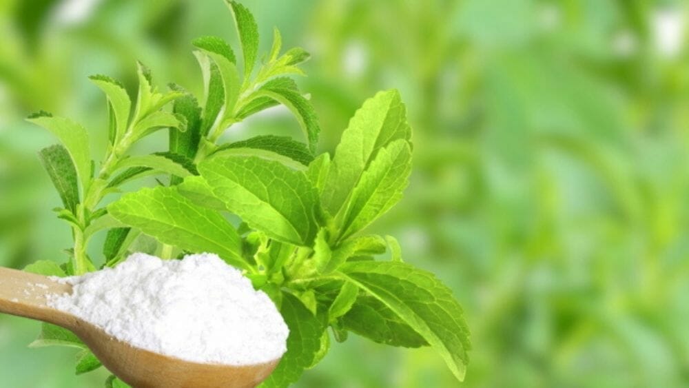 alternative au sucre stévia