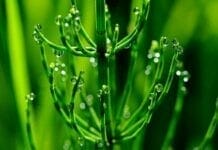 Les bienfaits de la prêle des champs pour les articulations bienfaits de la prêle des champs