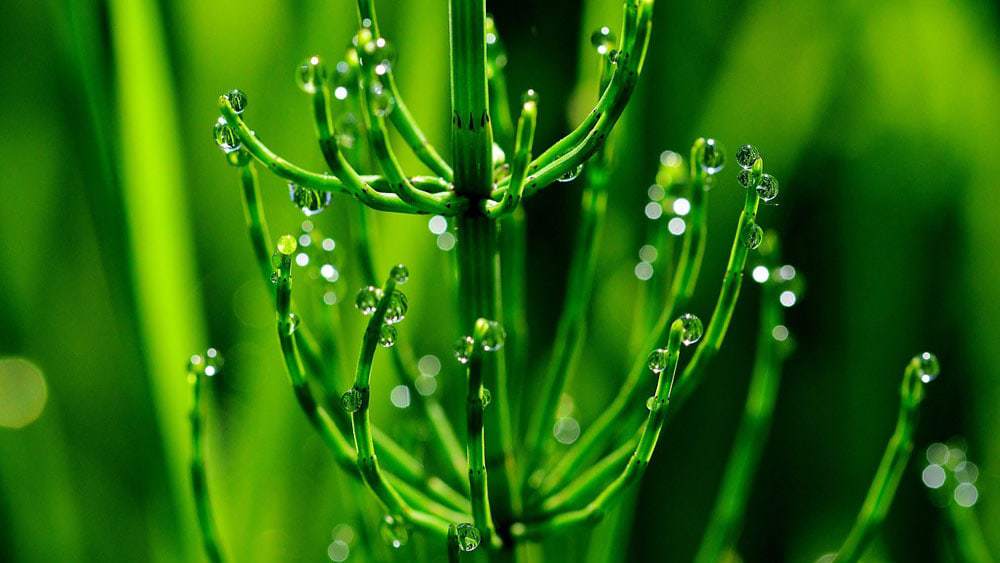 bienfaits de la prêle des champs