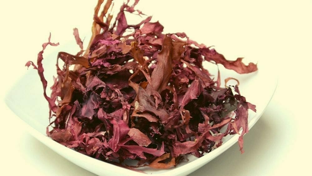 Dulse, Algues de mer