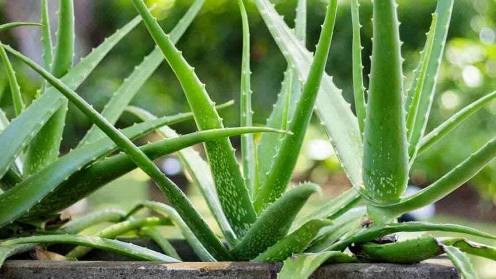 aloe vera pour prendre soin de sa peau