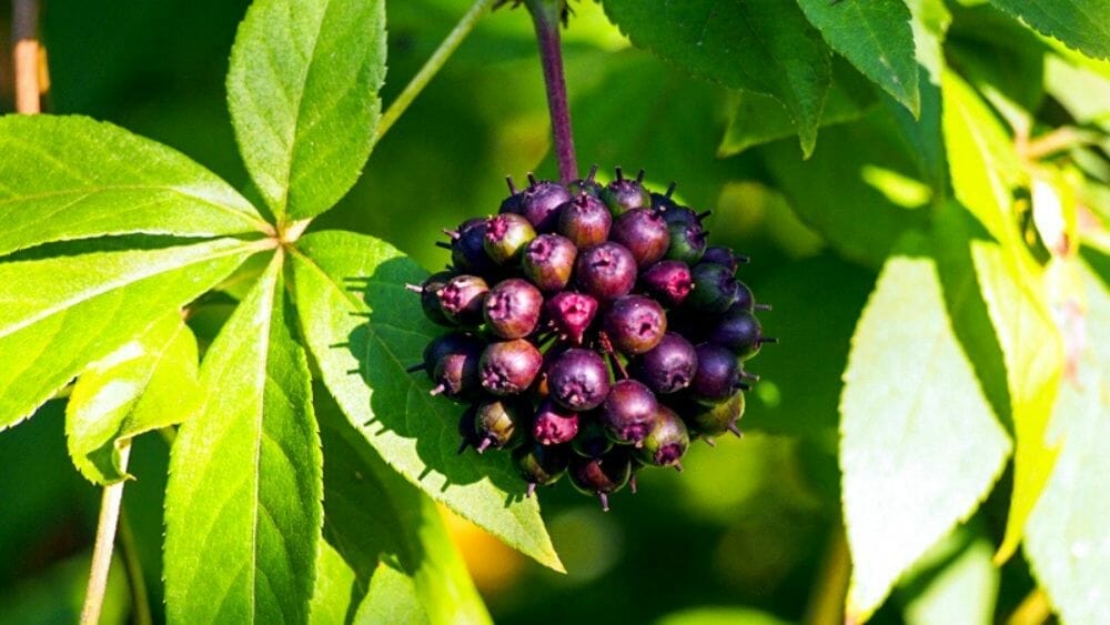 bienfaits de l'éleuthérocoque