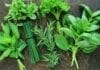 bienfaits des herbes aromatiques