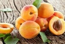 abricot bienfaits