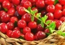 bienfaits de l'airelle rouge