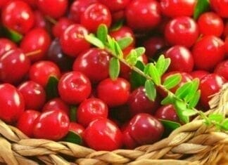 bienfaits de l'airelle rouge