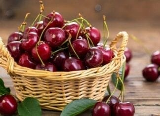 cerise fruits du printemps