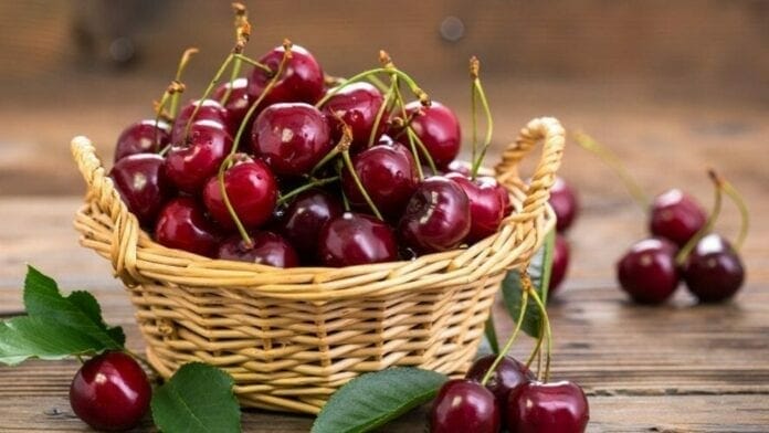 cerise-1000 cerise fruits du printemps