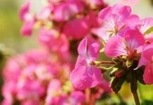 Les bienfaits du pélargonium pour l’immunité pélargonium bienfaits