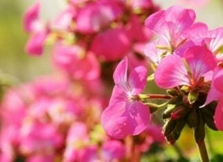 pélargonium bienfaits