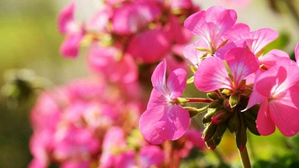 pélargonium bienfaits