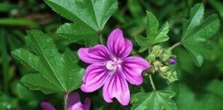 bienfaits de la mauve