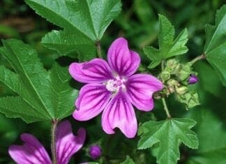 bienfaits de la mauve