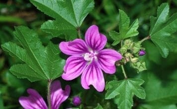 bienfaits de la mauve