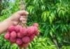 bienfaits du litchi