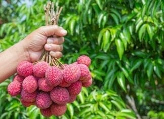 bienfaits du litchi