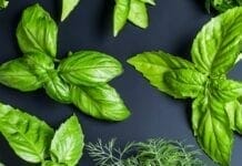 10 plantes anti cellulite efficaces plantes anti cellulite